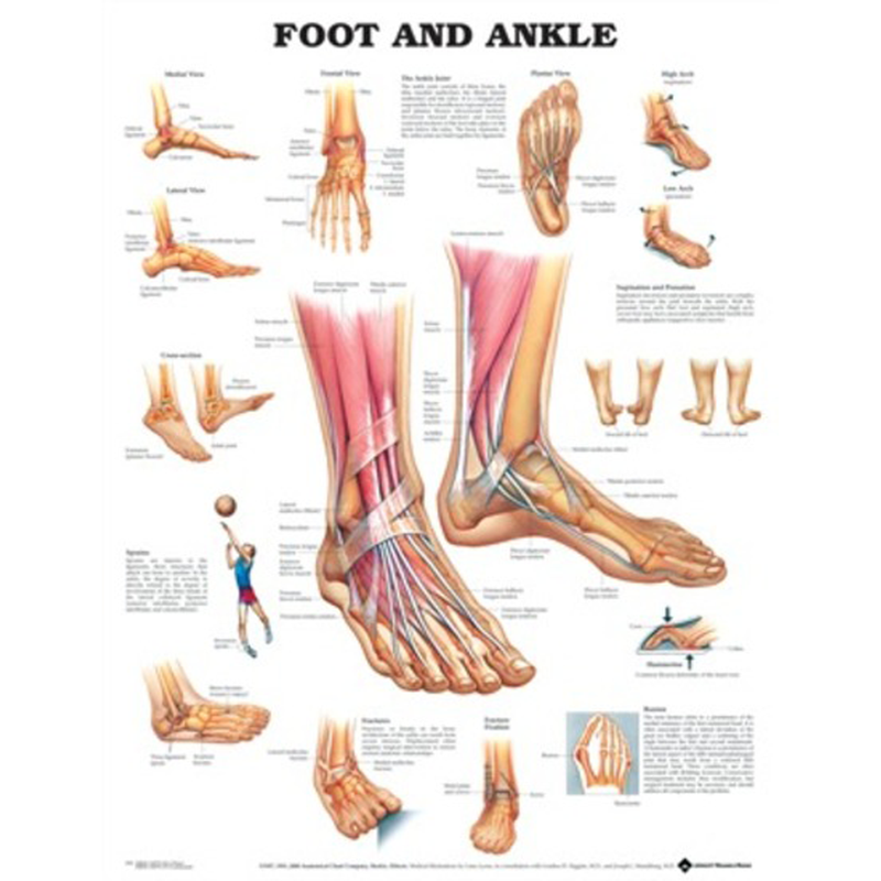 Anatomical Chart Foot & Ankle