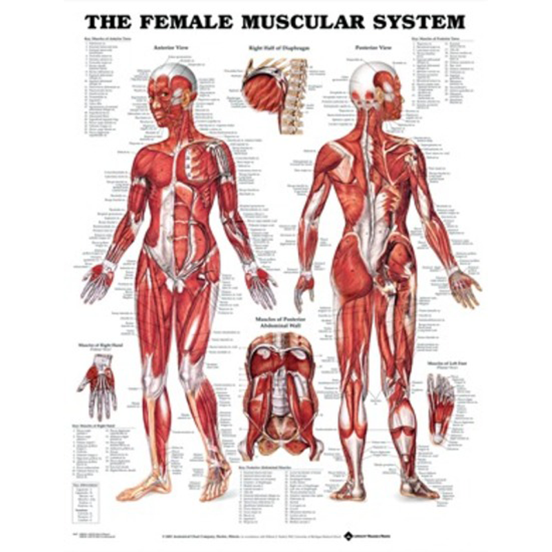 Anatomical Charts Giant Muscular