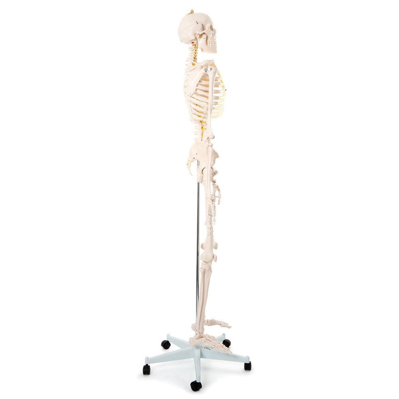 66fit Human Skeleton On Stand - 170cm