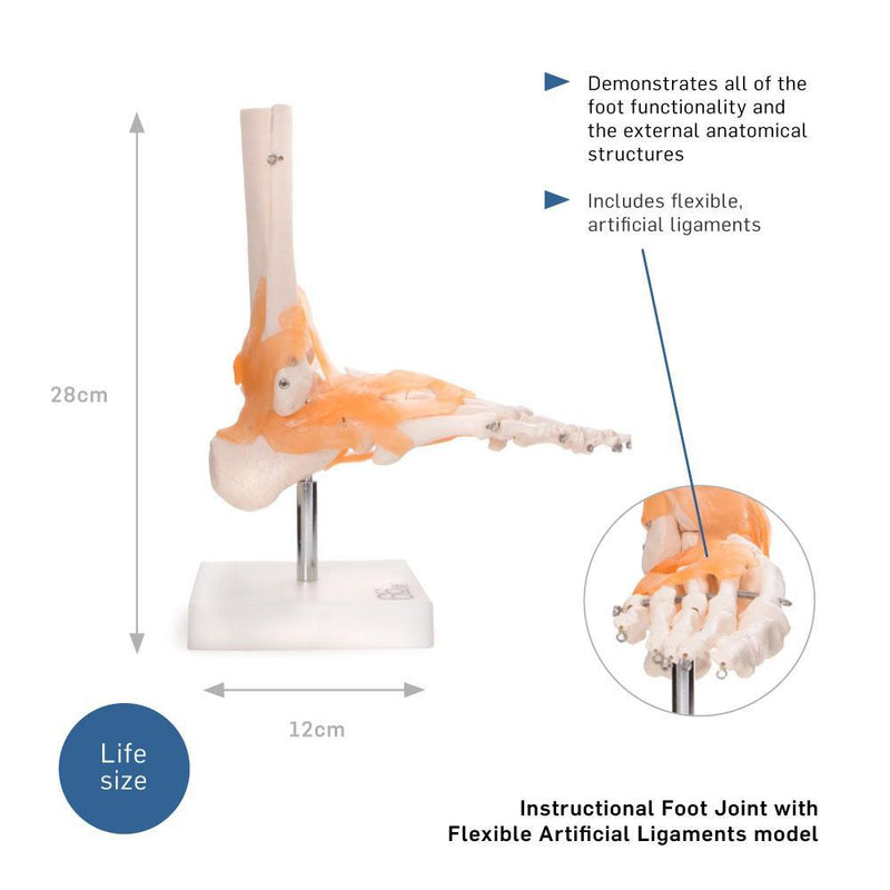 66fit Foot Joint With Ligaments Anatomical Model